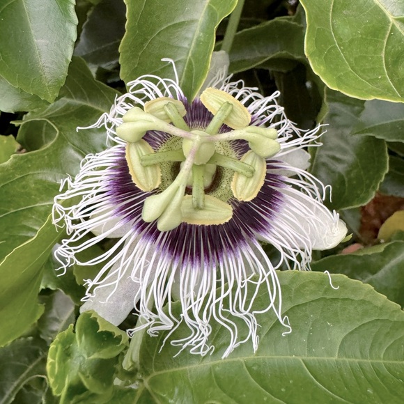 Meet your Posher, Kala - Picture 1 of 1